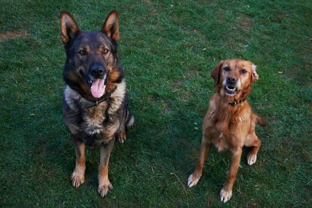Derbyshire police dogs PD Tilly and PD Riley have been honoured with a national award.