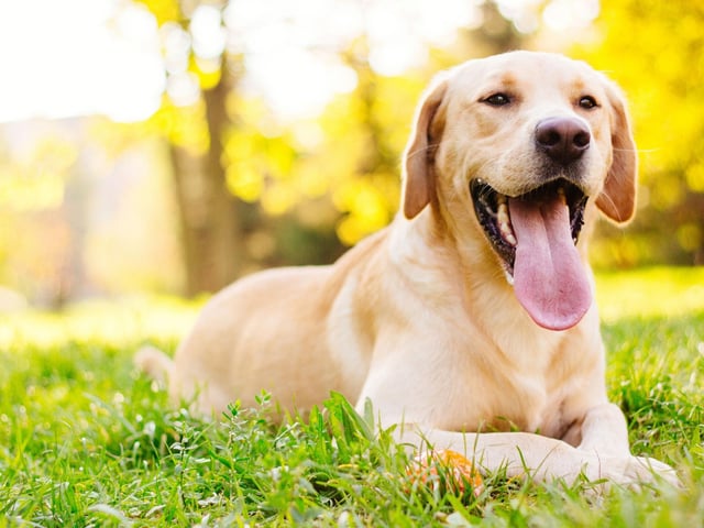 Moving on to the pups that shed the most hair, and the loving Labrador Retriever. The UK's most popular dog breed may have a neat and short coat that requires very little grooming, but they constantly shed all year round, leaving Labrador-shaped piles of hair in favourite sleeping spots.