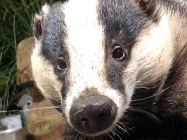 Farmers wanted to overturn cancellation of the Derbyshire badger cull. Photo: SWNS