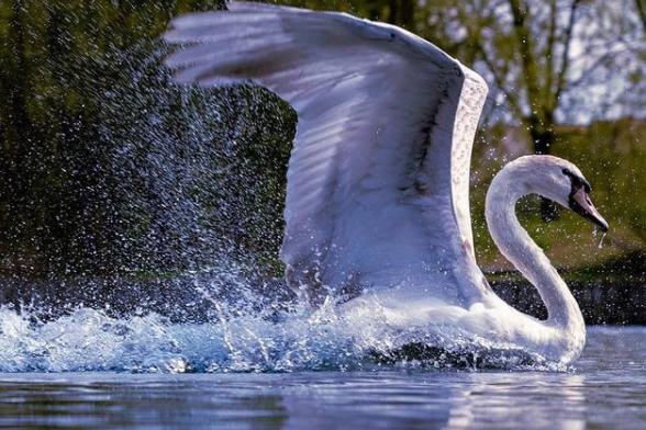 What a majestic swan photographed by @theskysthelimit.photography