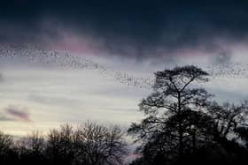 Abbey Wicks shot a video of thousands of birds twisting, turning, swooping and swirling across the sky.