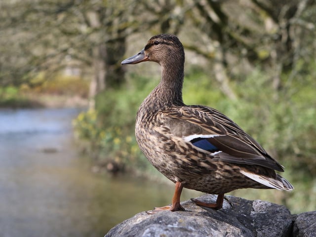 One thing that I noticed was how drastically the dialect can change after moving just 10 miles away. You certainly don’t hear ‘ey up mi duck’ anywhere else, and while it hasn’t crept into my own vernacular just yet, I do quite like this term of endearment!