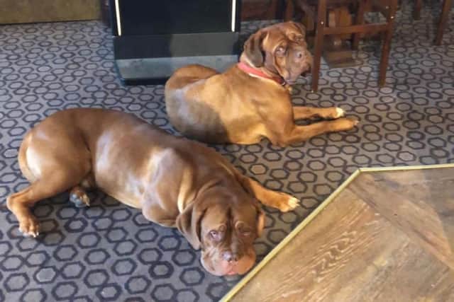 Bella and Marley are Dogues de Bordeaux whose owner Les Hince has introduced a dog-friendly Bonfire Night initiative at The Cavendish Hotel, Bolsover.