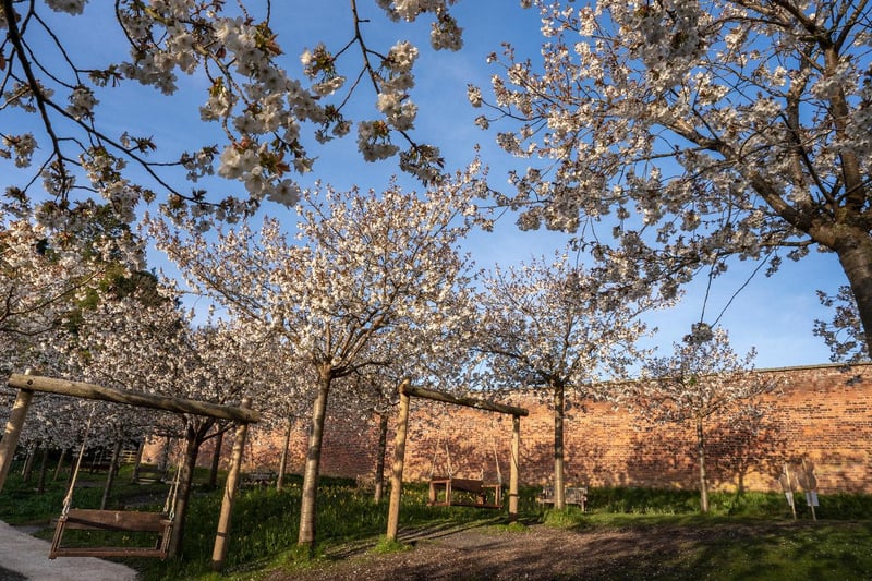 The swings surrounded by cherry trees in full bloom. Picture: Jane Coltman