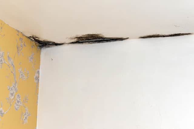 Hollie-Mai said she has tried to clean the mould in her flat but it is getting increasingly worse