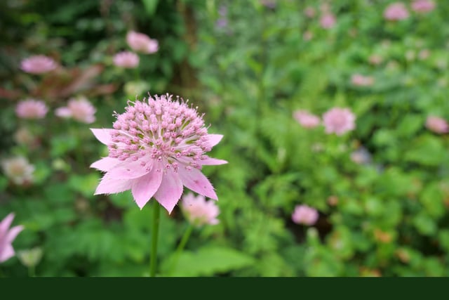 Astrantia maxima (largest masterwort) is one of the many stunning flowers you can see in the gardens.