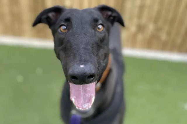 Three-year-old Twilight is a gentle and loving Greyhound who prefers an adult-only home. He can be sensitive to loud noises but enjoys playing with toys and going on adventures. Twilight is an affectionate companion.