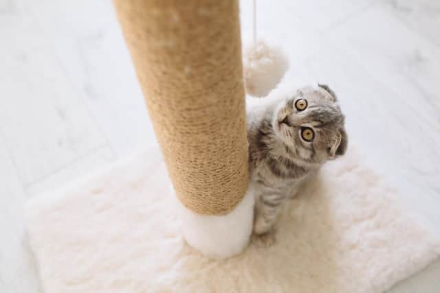Put vertical and horizontal cat scratching posts in different locations to minimises the chance of your pet clawing your furniture. Photo: Shutterstock/Anatoliy Cherkas
