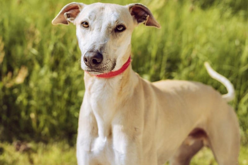Max is a young male lurcher, aged one year and nine months. He is energetic, playful and gets on well with other dogs.