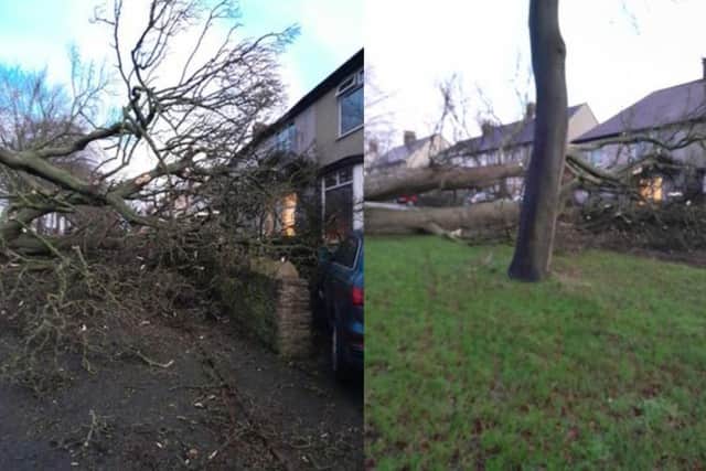 Storm Pia uprooted a large tree which hit the house and the car in Newbold, Chesterfield this morning. (Photo courtesy of Julie Dudley)