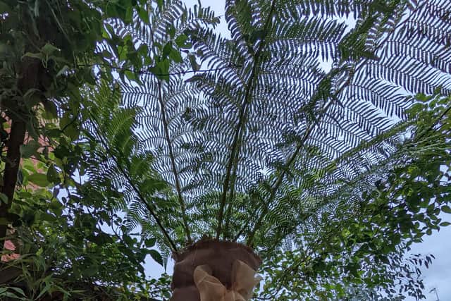 "One of the most important jobs we have done, is wrapping and protecting our lovely tree ferns."