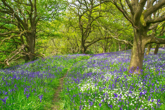 Shaw Wood at Oakerthorpe, near Alfreton, offers visitors a tranquil walk surrounded by oak trees that provide a canopy over a colourful carpet of bluebells (generic image: Stock Adobe/MIchael Shannon)