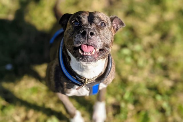 Skittles has been with RSPCA for a while now - her wait for a loving home must seem endless. She's got plenty to offer, too - she's full of energy and character. Can you be the one to end her time out in the cold?