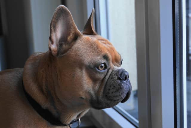 French Bulldogs were the most stolen breed in 2021 according to new research from Direct Line Pet Insurance