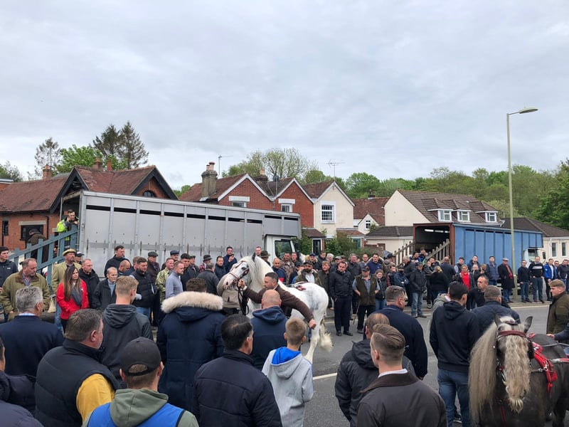 Crowd watches as a white horse arrives