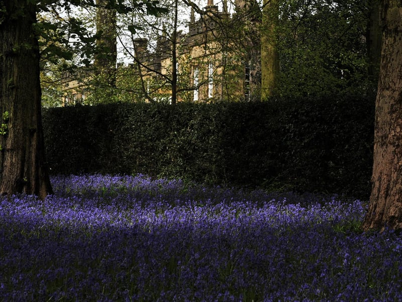 In the spring the grounds of Renishaw Hall gardens turn into a fairy-tale-like carpet of bluebells. In the past, the scenic spot has been named the Garden of the Year by the Historic Houses Association.
