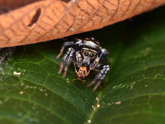 Category 2 – Dynamic Ecosystems
Demonstrating interactions between different species within an ecosystem.
Student winner: Sam J England, University of Bristol
Into the Lion's Den: A jumping spider (family Salticidae) sits at the edge of its den, constructed on the underside of a fallen leaf in the rainforests of Costa Rica, as it triumphantly feasts upon its unfortunate insect prey.