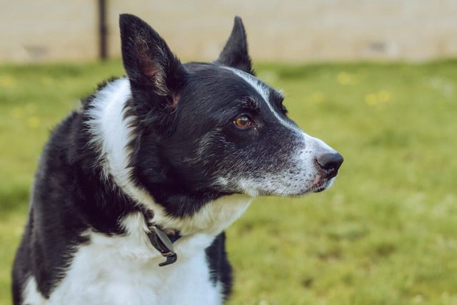Dexter is a male collie who is 10 years and four months old. He is looking for an owner who will give him stability, gentle strolls and good food.  Dexter would prefer an adult only household and could live with an elderly person.