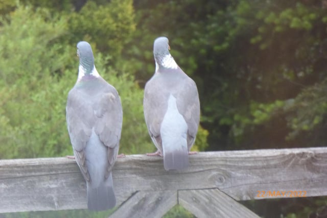 "Do you think we're being photographed?" A lovely shot from Mary Nother shows this pair perching on a gate in Whaley Bridge.