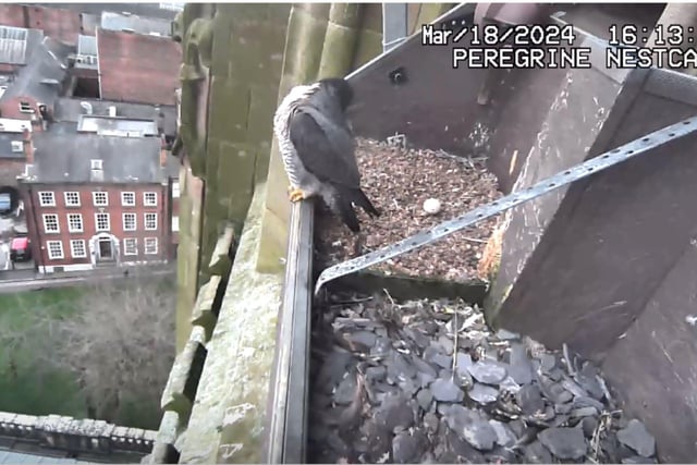 Peregrines are the world’s fastest animal, able to reach speeds of up to 200mph when diving down onto prey.
