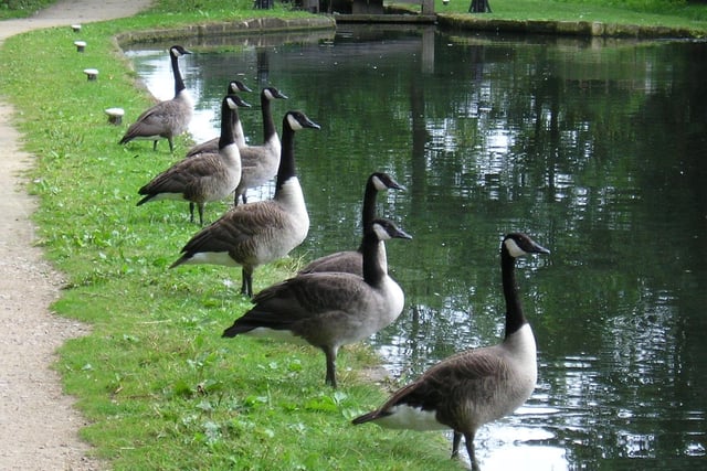 Great photo of geese lined at Wheeldon Mill in 2009.