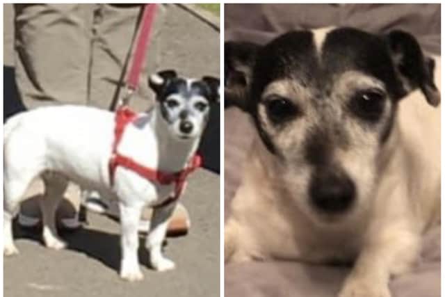 Missing pooch Polly is 10-years-old and is described as a smaller sized Jack Russell Terrier