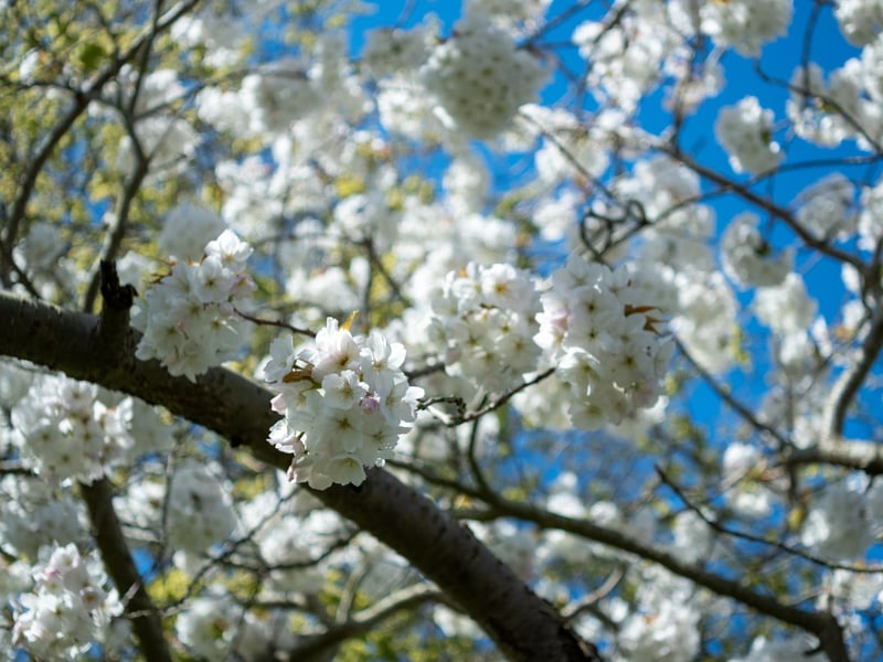 Blossom. Aerial shots of Southsea taken by Solent Sky Services and Oliver Collins on April 17.