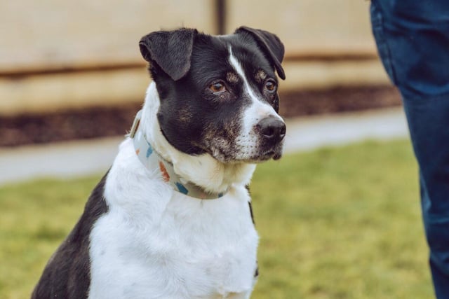 Maisie is a five-year-old Staffy cross collie who is rotund, jolly and loves lots of fuss and attention. Her favourite game is playing with a ball. She could live with a family that has secondary school age children but preferably one without cats.
.