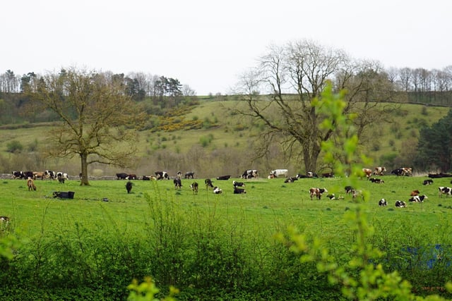 A herd of Jersey, Friesian and Montbéliarde dairy cows live on the farm