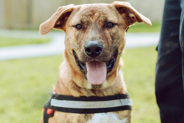 Clyde is an eight-month-old cross breed who has basic house training and can obey commands. He is shy until he gets to know people and can get worried by strangers. Clyde is looking for an experienced owner in an adults-only household.