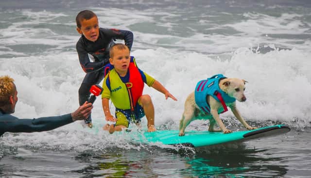 Surfing with Sugar will be shown in the Top Dog Film Festival online.