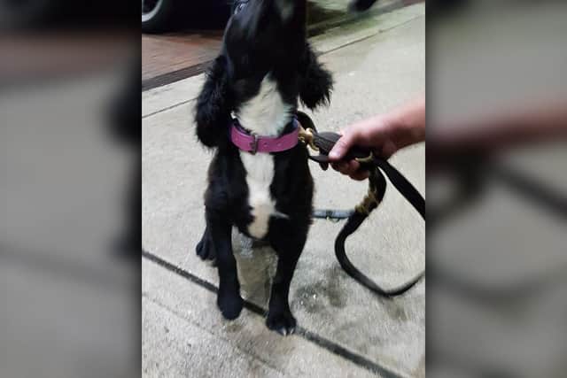 Are you the owners of this young black and white Cocker Spaniel? If so, contact Derbyshire police.