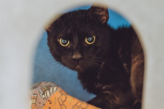 When Reggie was brought into the care of Chesterfield RSPCA, he was infested with fleas that were burrowing into what little fur remained. The two-year-old is now flea-free and likes to be gently tickled on his head. He is shy and would prefer a quiet home where he would be an indoor cat.