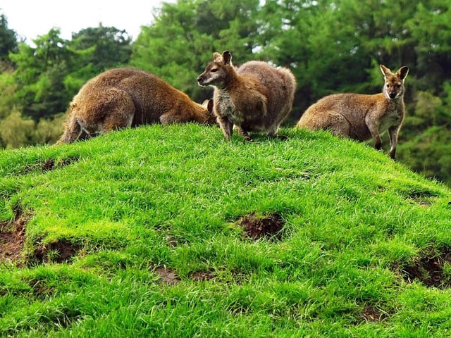 Matlock Farm Park is a great place to visit over the coming weeks.