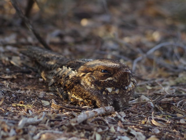 Category 3 – Individuals and Populations
A unique look at a species in its environment, either alone or as part of a population.
Student winner: Elena Racevska, Oxford Brookes University

I see you: A Madagascan nightjar (Caprimulgus madagascariensis), having a daytime rest.