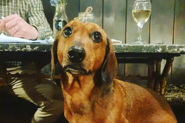Colin, the seven-year-old dachshund, makes himself at home in the pub run by his owners Richard and Sophie Wood.