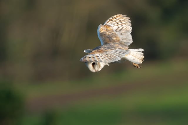 Barn owls, which can be easily recognised for their characteristic heart-shaped face, can be seen hunting not only at night but also during day time – often  'quartering' over farmland or gardens looking for their next meal.