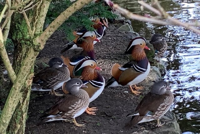 ​The mandarin ducks are on the move in this charming photo taken in Buxton by Pauline Baines.