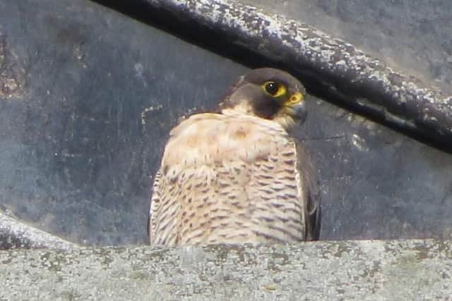 A bird which appears to be a peregrine falcon has been spotted nesting at the top of the Crooked Spire in Chesterfield. Image: Karren Hancock.