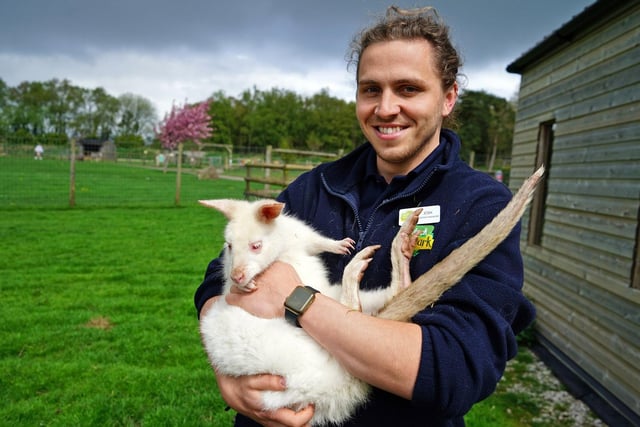 Above is Josh from Matlock Farm Park holding a young albino Wallaby