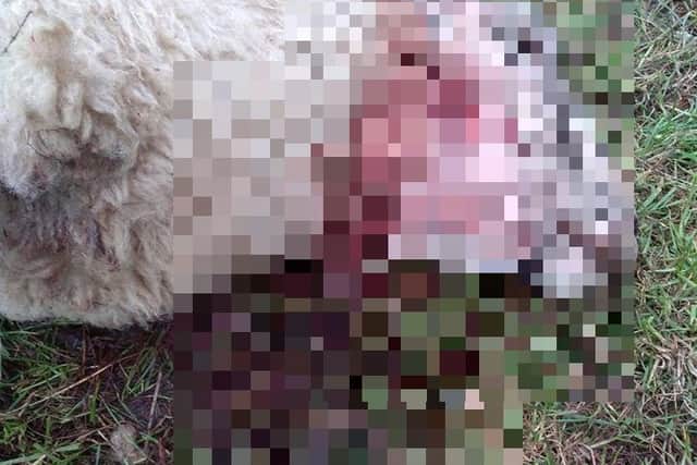 A sheep that was mauled in Derbyshire