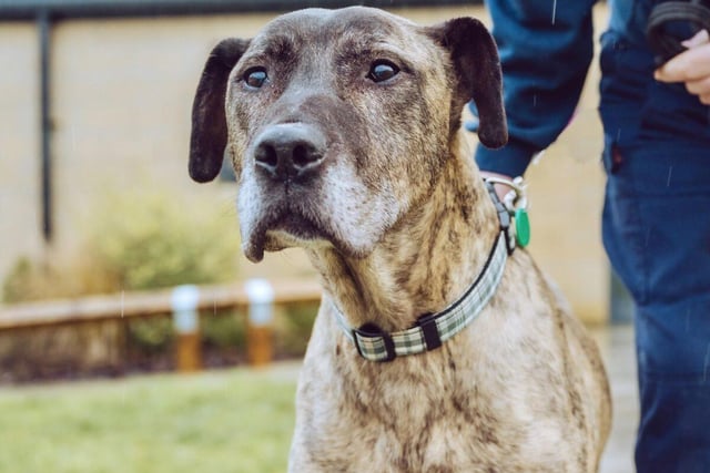 Bob is a 13-year-old cross breed male who is a gentle dog. He suffered much hardship in his earlier life - his home was in a shed where rain seeped through holes in the roof, he slept on a bed of straw and his bones must have ached with the biting cold.