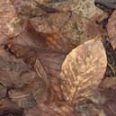 A letter this week is about drives and roads in Chesterfield that are covering dirty leaves.