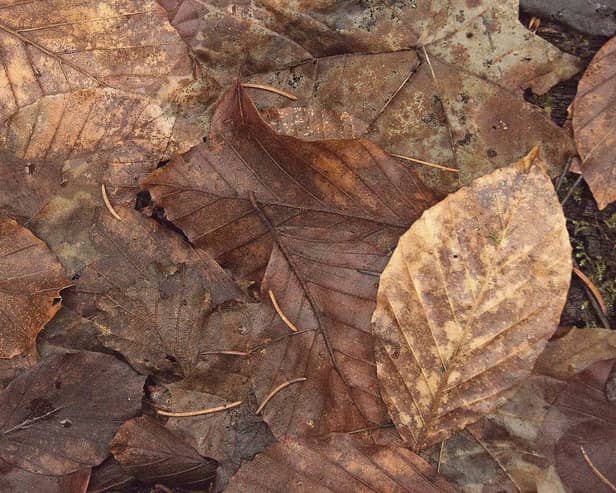 A letter this week is about drives and roads in Chesterfield that are covering dirty leaves.