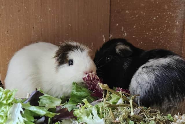 Thankfully, the guinea pigs are now safe.