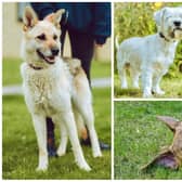 Storm, Almo and Poppy, Clyde, pictured clockwise from left, are up for adoption at Chesterfield RSPCA shelter.