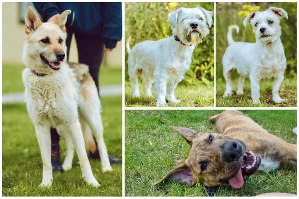 Storm, Almo and Poppy, Clyde, pictured clockwise from left, are up for adoption at Chesterfield RSPCA shelter.