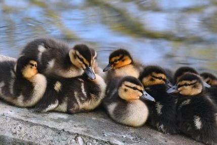 Adorable ducklings photographed by @popplemichael