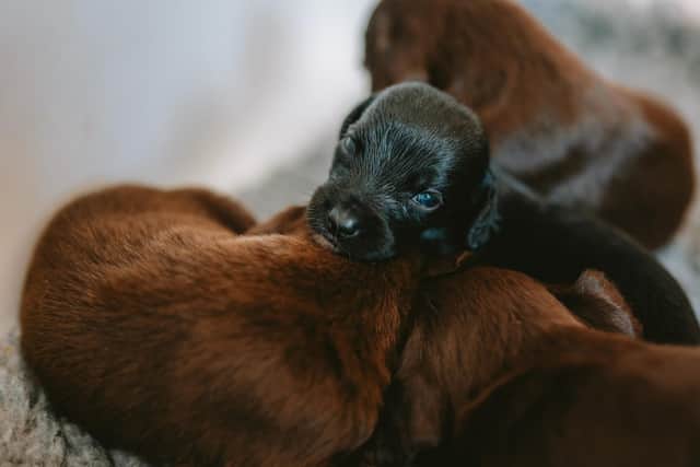 The Chesterfield branch is also keen to hear from anyone who might be interested in registering their interest to adopt one of the pups - they’ll be ready to go to their new homes at the end of September, as will their mums.