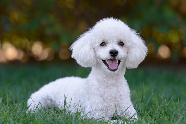 Whether you opt for the standard, mini or toy varieties, all poodles shed very little of their soft, curly hair. They are also highly intelligent and easy to train.
